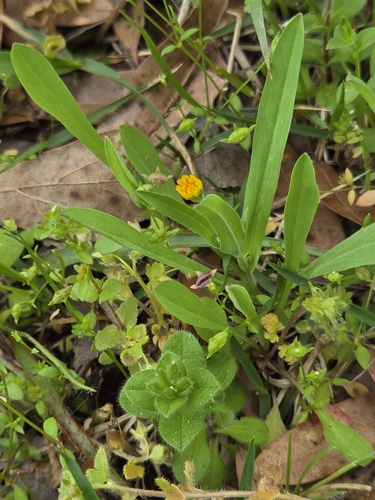 Image of Weedy Dwarfdandelion (Krigia cespitosa) by no rights reserved