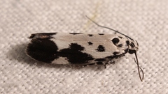 Ethmia quadrillella