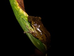 Triprion spatulatus