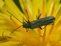Oedemera lurida