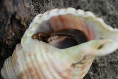 Coenobita cavipes