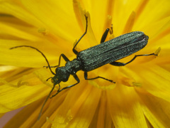 Oedemera lurida
