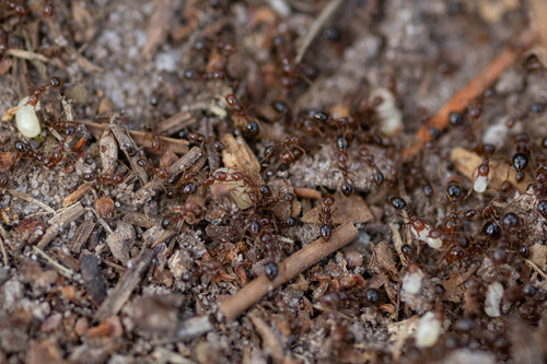 Photo of Red Imported Fire Ant (Solenopsis invicta)