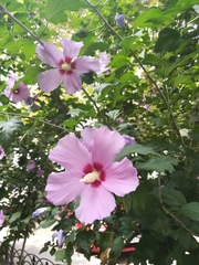 Hibiscus syriacus