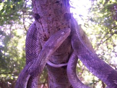 Trimorphodon biscutatus