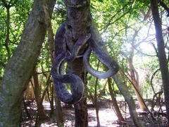 Trimorphodon biscutatus