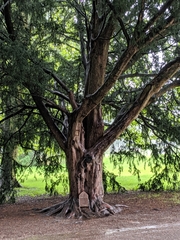 Taxus baccata
