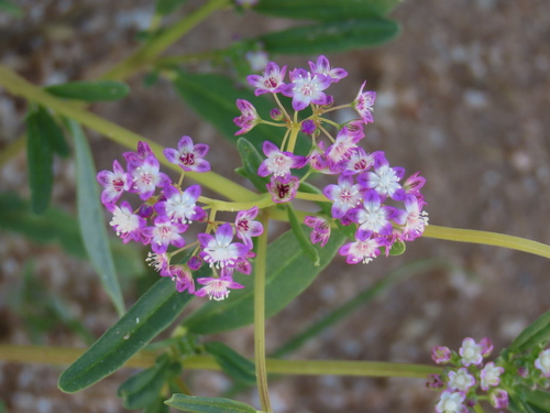Image of Gisekia africana by no rights reserved