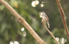 Prinia hodgsonii