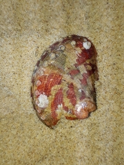 Haliotis coccoradiata