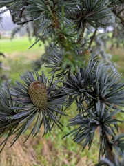 Pinopsida
