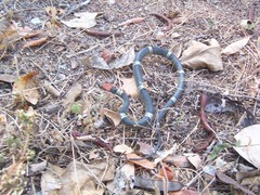 Pseudoleptodeira latifasciata