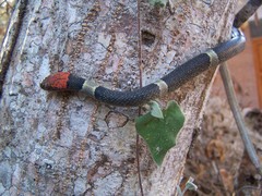 Pseudoleptodeira latifasciata