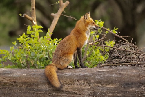 Red Fox photographed in Kentucky