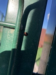 Chilocorus canariensis