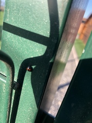 Chilocorus canariensis