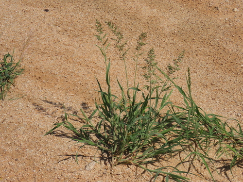 Image of Schmidtia kalahariensis by no rights reserved