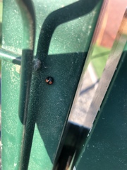 Chilocorus canariensis