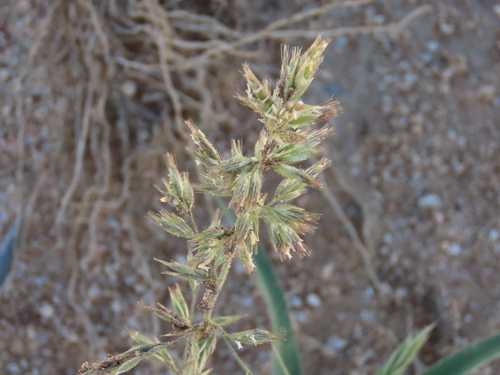 Image of Schmidtia kalahariensis by no rights reserved