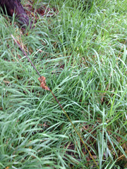 Juncus procerus