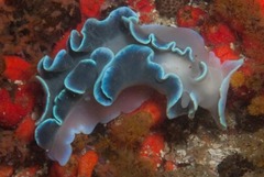 Leminda millecra