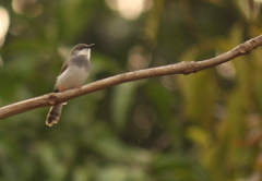 Prinia hodgsonii