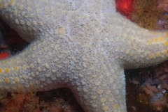 Callopatiria formosa