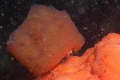 Pseudodromia rotunda