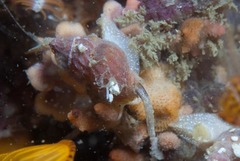 Nassarius capensis