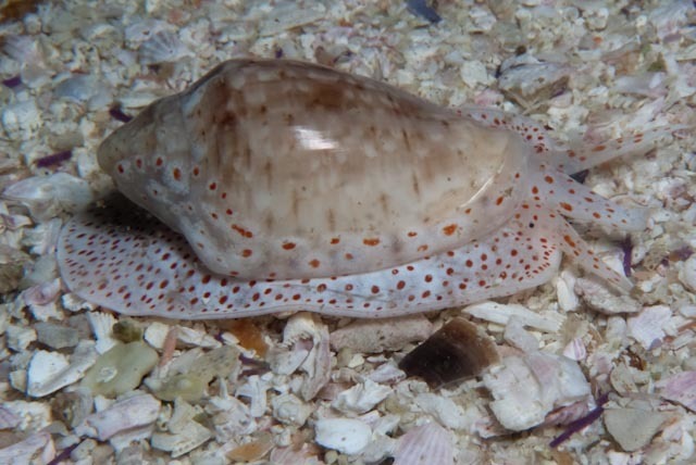 Marginella floccata