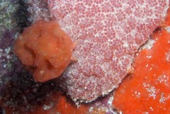 Pseudodromia rotunda