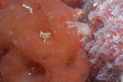 Pseudodromia rotunda