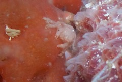 Pseudodromia rotunda