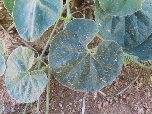 Image of Cucumis sagittatus by no rights reserved