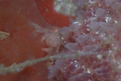 Pseudodromia rotunda