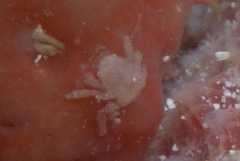 Pseudodromia rotunda