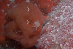 Pseudodromia rotunda