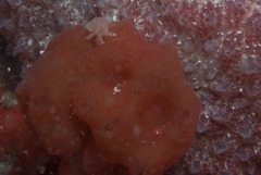 Pseudodromia rotunda