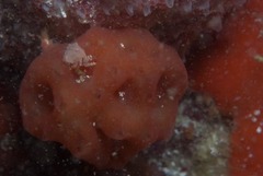 Pseudodromia rotunda