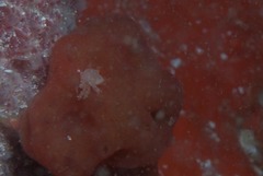 Pseudodromia rotunda