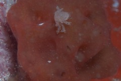 Pseudodromia rotunda