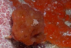 Pseudodromia rotunda