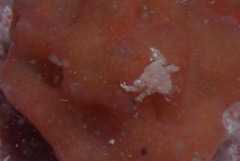 Pseudodromia rotunda