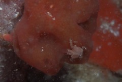 Pseudodromia rotunda