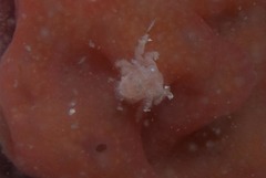 Pseudodromia rotunda