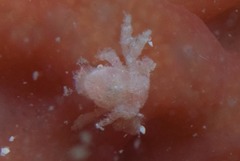 Pseudodromia rotunda