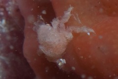 Pseudodromia rotunda