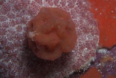 Pseudodromia rotunda