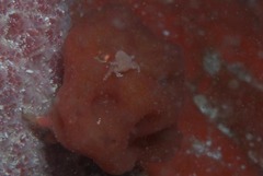 Pseudodromia rotunda