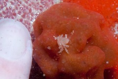 Pseudodromia rotunda